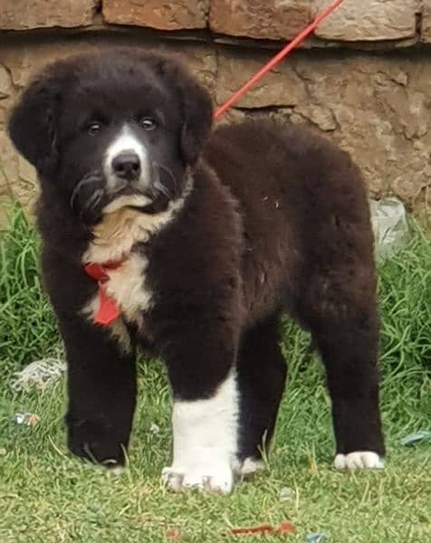 bakarwal dog male 2 month for sale security dog 1