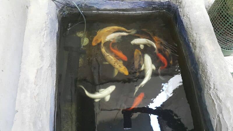 8 koi fishes, 3 goldfish 1