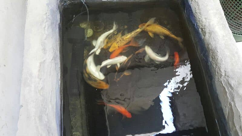 8 koi fishes, 3 goldfish 2