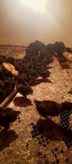 lohman Black chicks