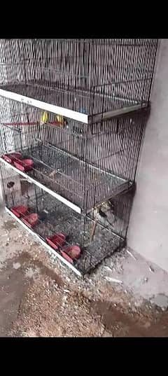 common lutino breeder pair cage 6 portion