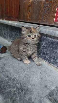 persian Siberian Cat
