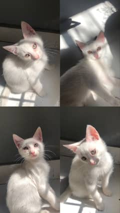 3 months old mixed breed kitten pair 0