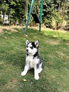 husky baby female 2 months age healthy active