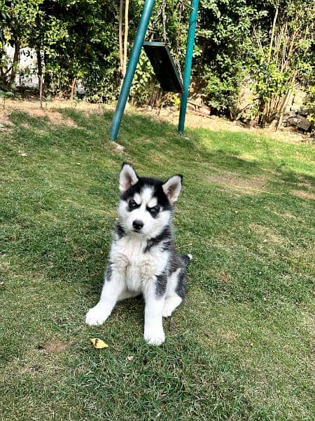 husky baby female 2 months age healthy active 1