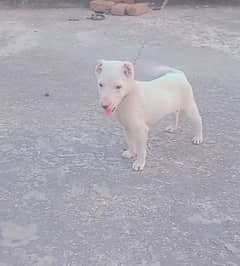 gultir 2 month female for sale exchange good quilty dog