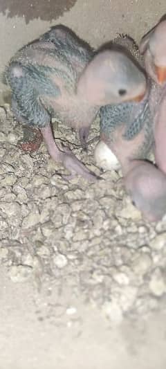 Green Ringneck chicks available