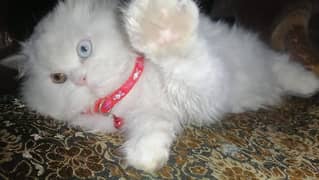 Persian cat female 7 month doll face