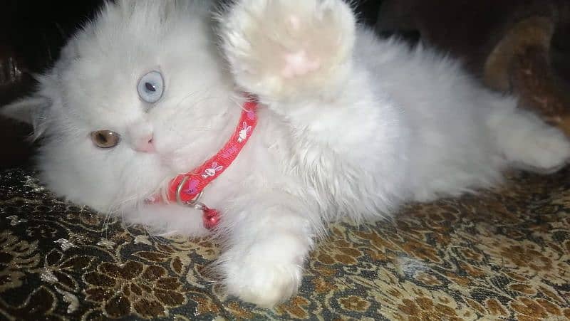 Persian cat female 7 month doll face 0