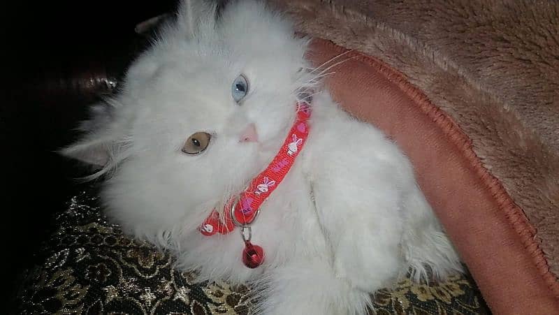 Persian cat female 7 month doll face 1