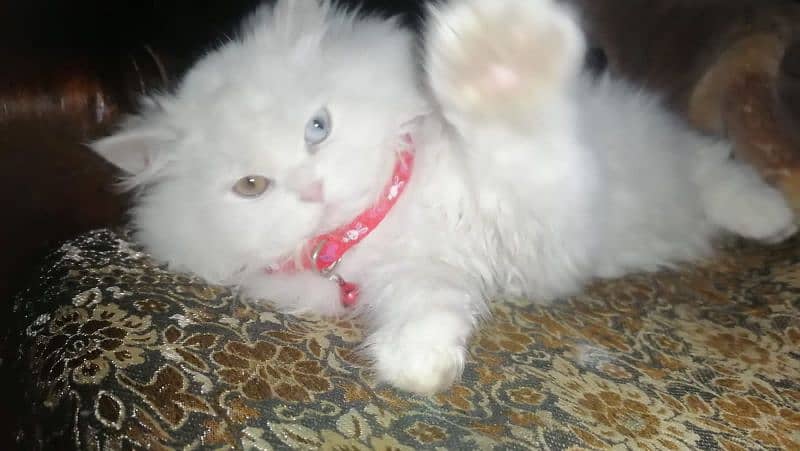 Persian cat female 7 month doll face 2
