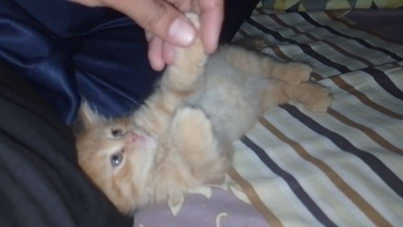 Male Persian cat for sale 2