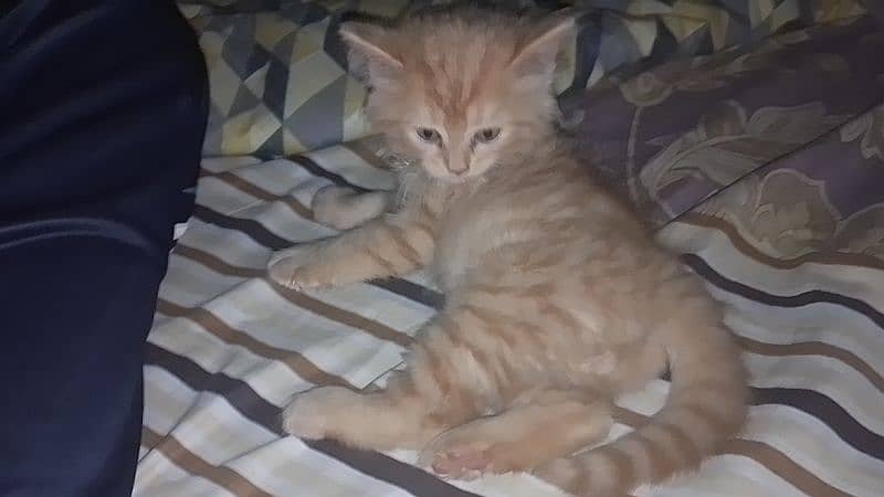 Male Persian cat for sale 3