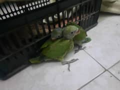 Green ring neck baby 2 month patha parrot