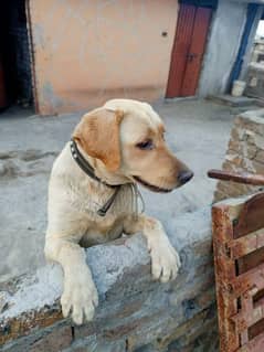 sell my labrador female. healthy and active Dog