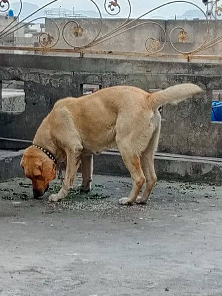 sell my labrador female. healthy and active Dog 1