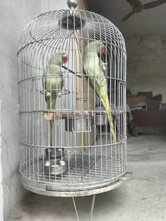 Raw parrot pair 0
