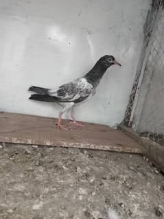 pigeon baby For sale