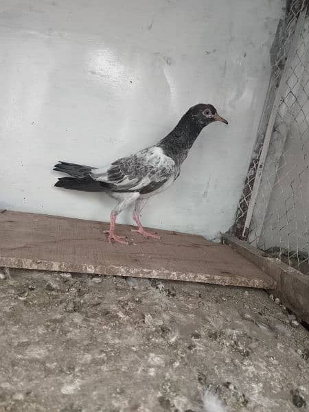 pigeon baby For sale 0