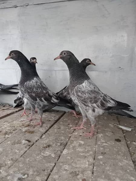 pigeon baby For sale 1