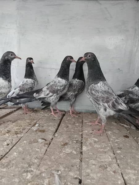 pigeon baby For sale 2
