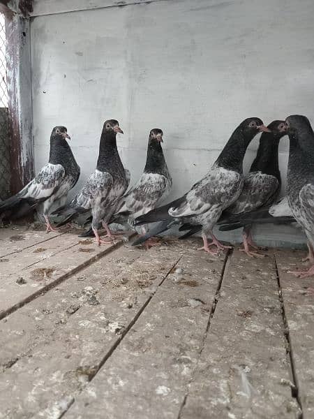 pigeon baby For sale 3
