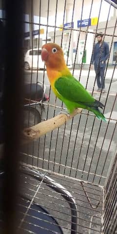 love bird male