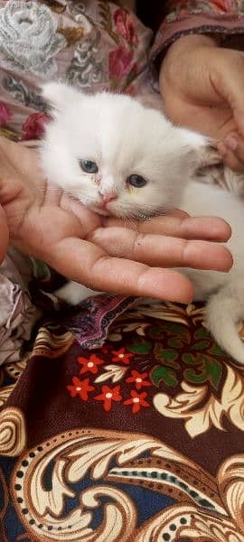 kitten for sale 1