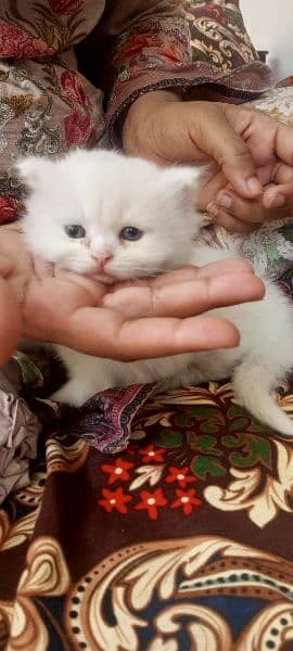 kitten for sale 5