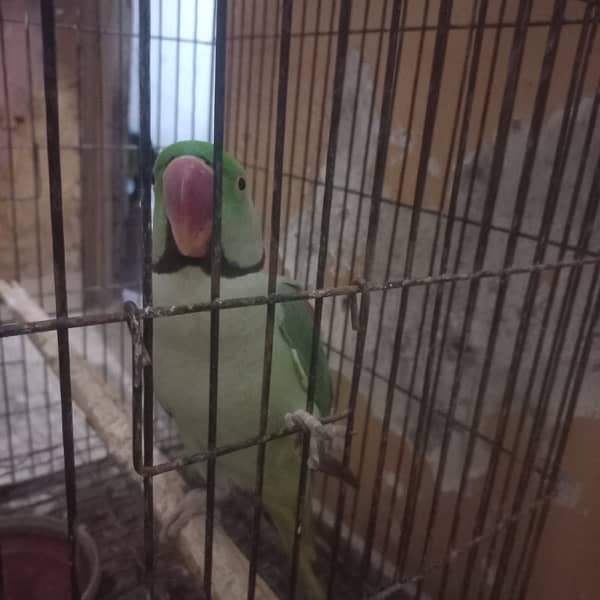Raw parrot 2