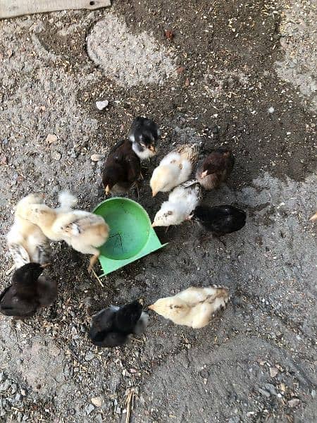 aseel chicks for sale 0