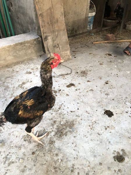 aseel chicks for sale 1
