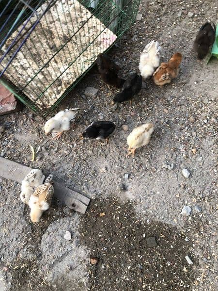 aseel chicks for sale 2