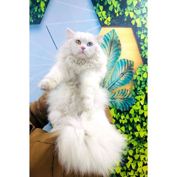 Persian Punch face triple coat cat Kitten 18