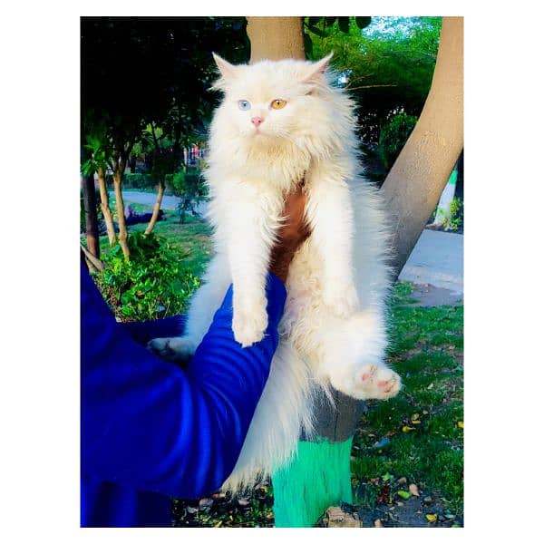 Persian Punch face triple coat cat Kitten 11