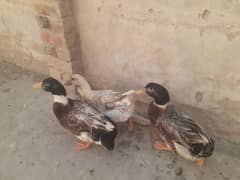 Egg Laying Ducks available