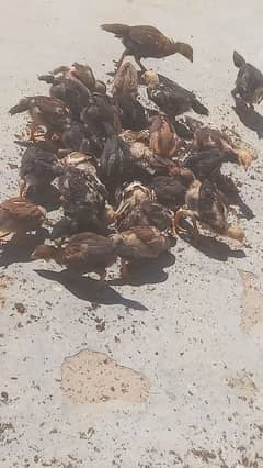 aseal chicks for sale