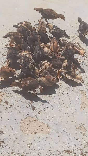 aseal chicks for sale 0
