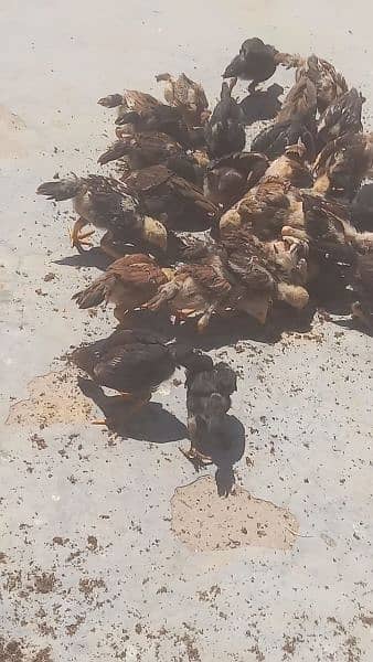 aseal chicks for sale 2