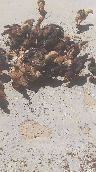 aseal chicks for sale 3