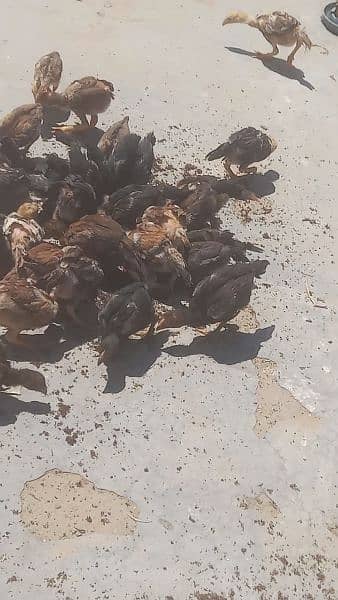 aseal chicks for sale 4