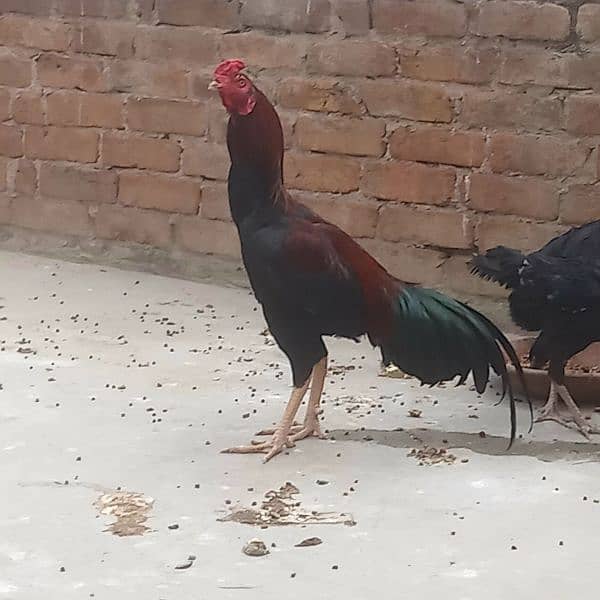 aseal chicks for sale 5