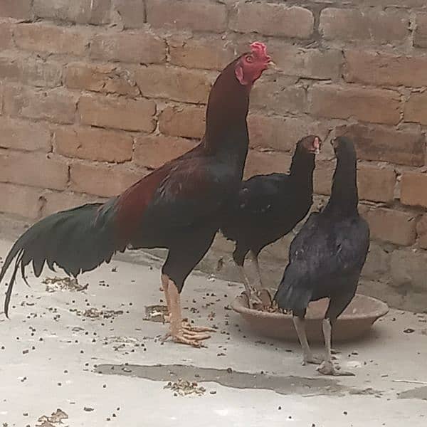 aseal chicks for sale 6