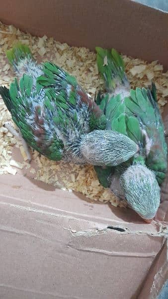 2 raw chicks for sale 2