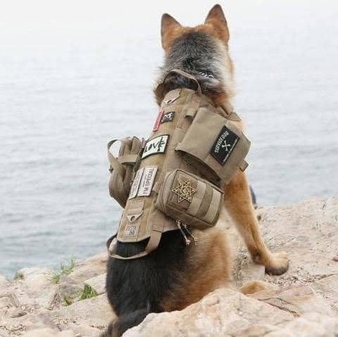 Dog tactical vest harness 4