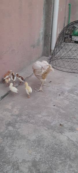 Heera Aseel Setup with chicks 2