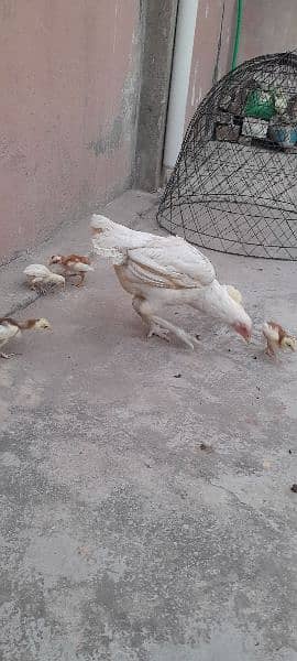 Heera Aseel Setup with chicks 11