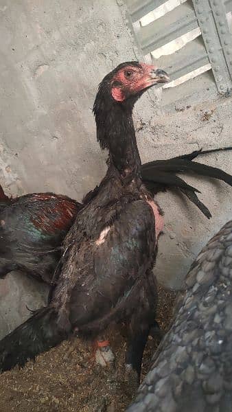 Pure Thai chicks (Bannet pakoy ) 45 days old parents picture attached 6