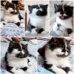 Persian cat/pike face kittens/triple coated/Persian kittens