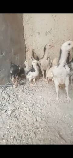 oh shamo chicks for sell  5000 per pice and shamo  eggs for sell